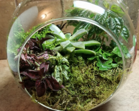 There is different way to build up a terrarium some of them are discussed below