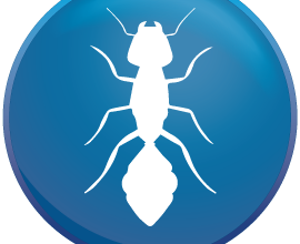 Useful tips for choosing a pest control service